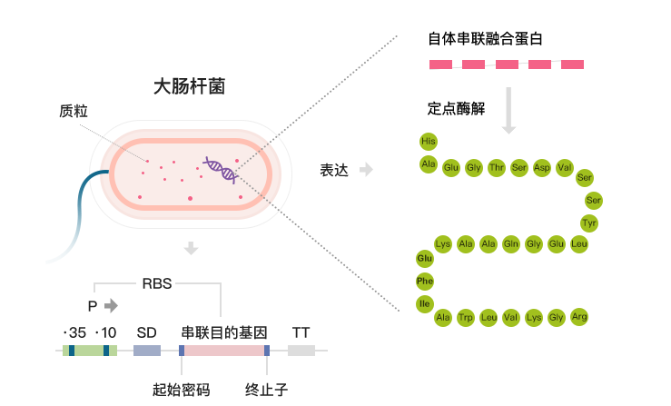 采用特有的酶切技術(shù)，酶切特異性強(qiáng)，純度極高